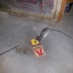 Rodent Control, Rodent Removal