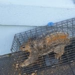 Squirrel Caught in trap