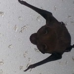 Bat Removal, Bat Control, San Antonio