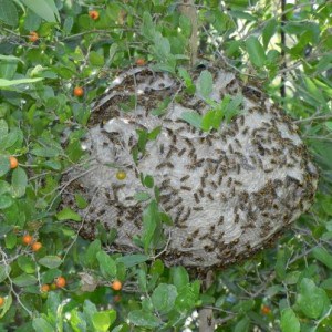 We specialize in Mexican Honey Wasp removal 