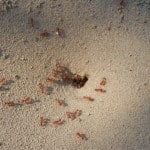 Pest Control, Exterminator, San Antonio Texas