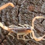 Striped-Bark-Scorpion