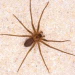 Brow-Recluse-Spider