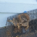 Squirrel caught in trap