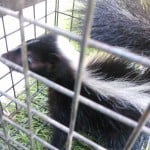 Baby skunk in trap