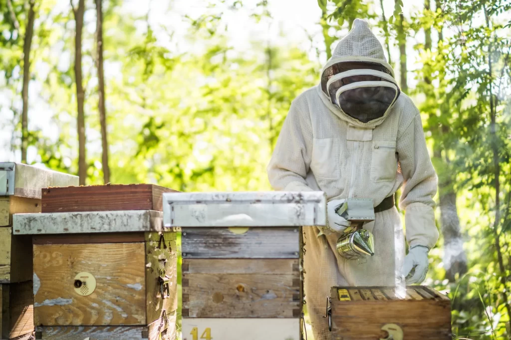 beekeeper in protective suit tending to beehives in sunny forest setting 2f5bb347 da89 4538 a50e 29829faa86bd