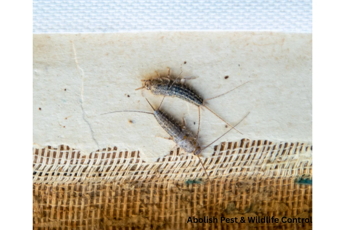 Two small bugs crawling on a piece of fabric, highlighting a pest issue addressed by Abolish Pest & Wildlife Control in San Antonio, TX.