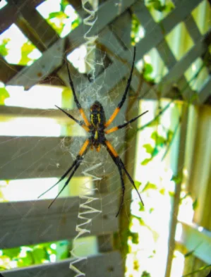 A spider with yellow and black stripes on its back, featured in a pest control context by Abolish Pest & Wildlife Control.