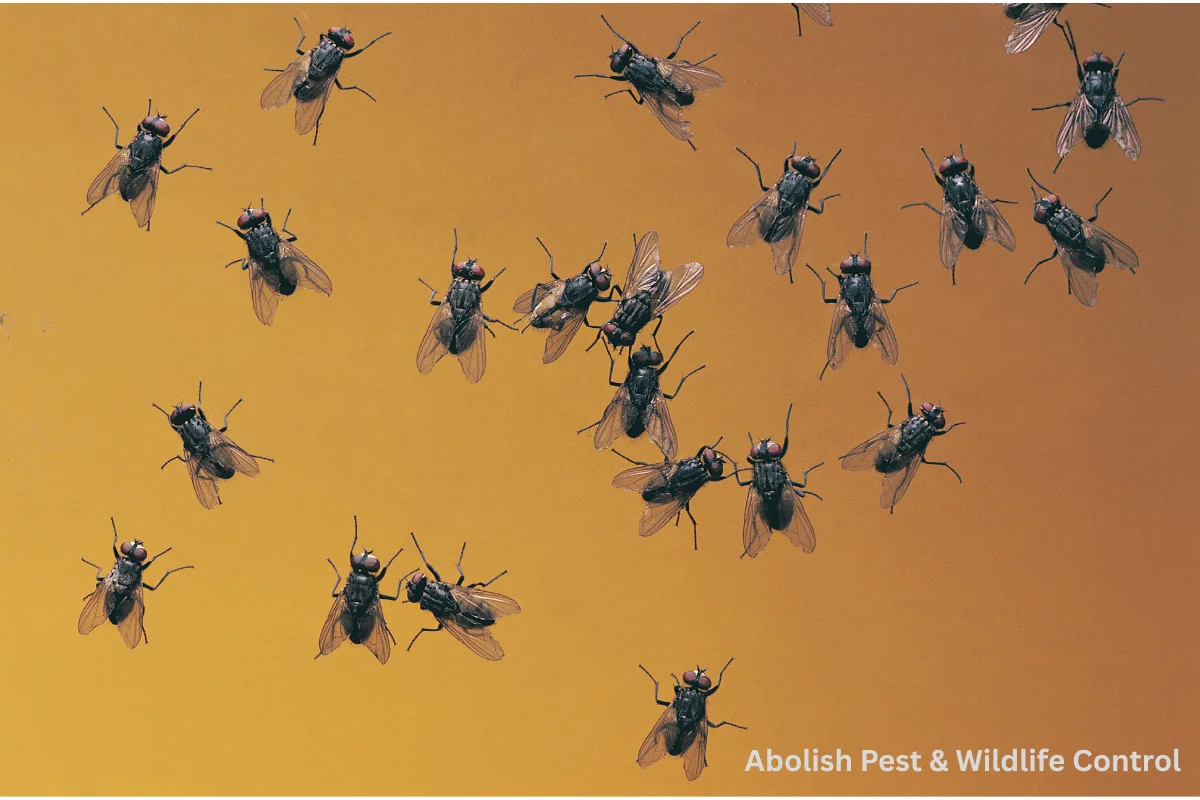 Fly control solutions for residential areas offered by Abolish Pest & Wildlife Control in San Antonio, TX.