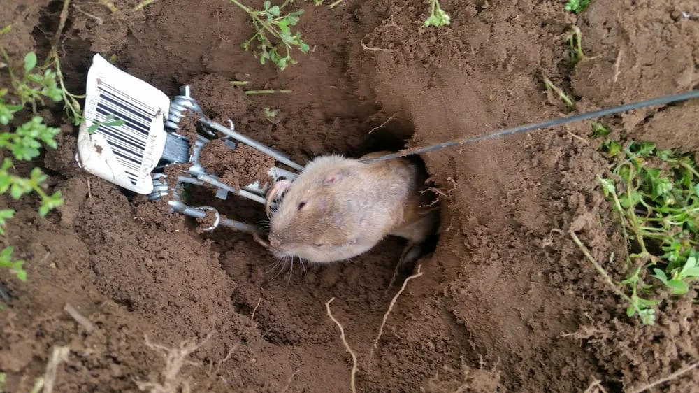 Gopher removal service in San Antonio, TX by Abolish Pest and Wildlife Control. Image shows a pocket gopher captured in a specialized underground trap within a dirt tunnel.