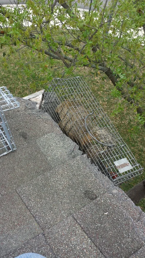 Abolish Pest & Wildlife Control professionals safely capturing a squirrel from a residential roof in San Antonio, TX.