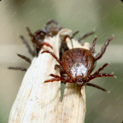 A tick on a plant displaying brown spots, highlighting pest issues addressed by Abolish Pest & Wildlife Control in San Antonio, TX.