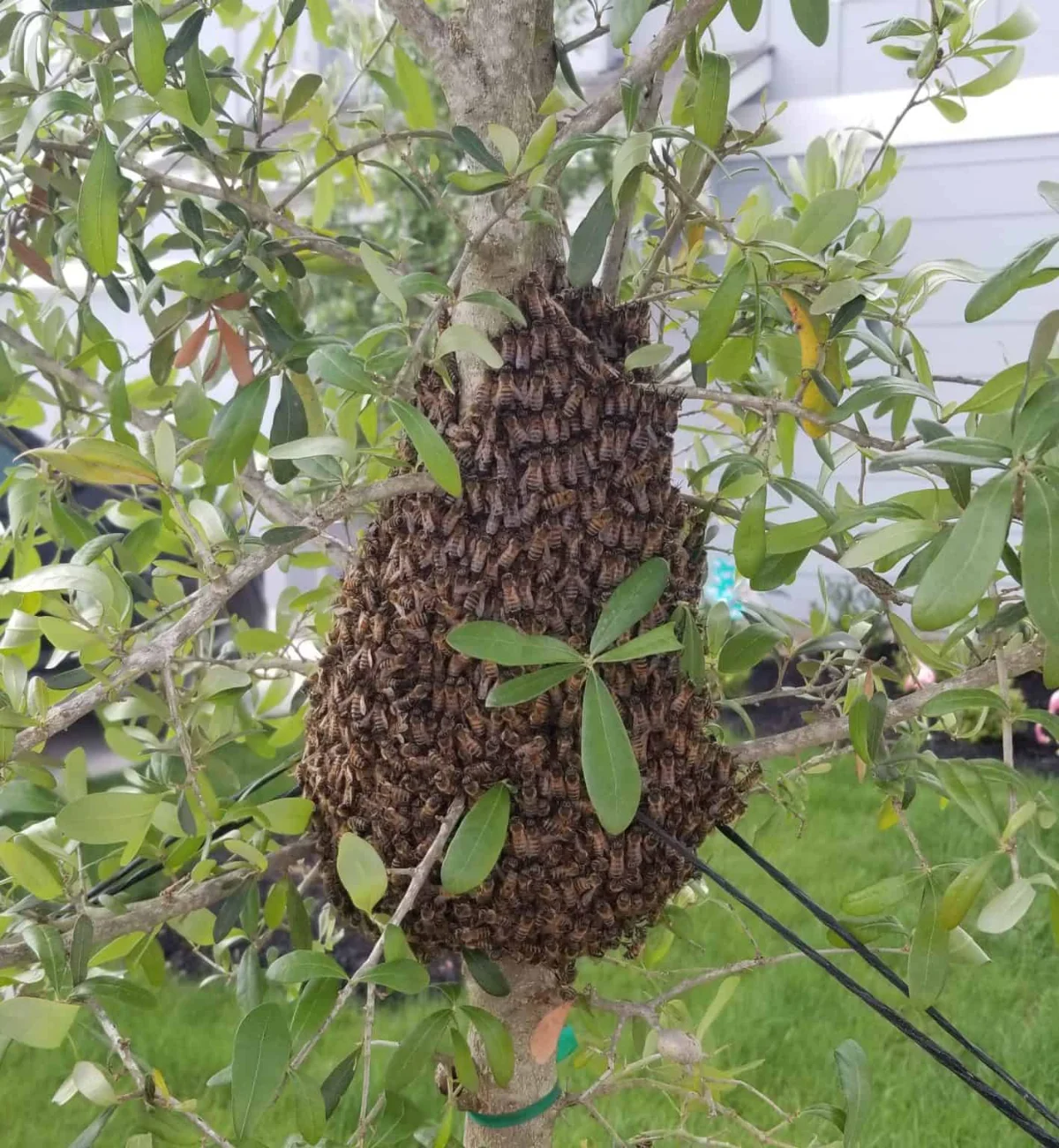 The Abolish Pest and Wildlife Control team is taking pictures of honey bees during a bee hive removal service in San Antonio, TX 78224
