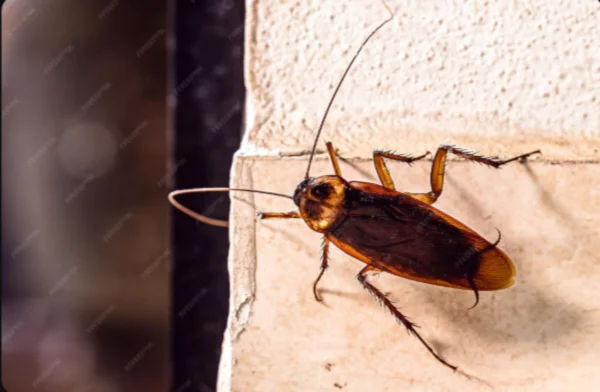 Brown cockroach crawling on an indoor wall corner, common household pest treated by Abolish Pest & Wildlife Control in San Antonio, TX 78224