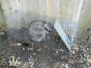 Humane live trap capturing a raccoon in a backyard by Abolish Pest & Wildlife Control, San Antonio, TX.
