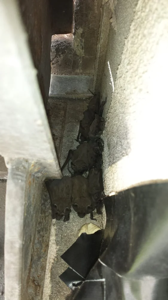 A colony of bats roosting in a narrow structural gap, captured during a professional bat exclusion and wildlife removal service by Abolish Pest & Wildlife Control in San Antonio, TX