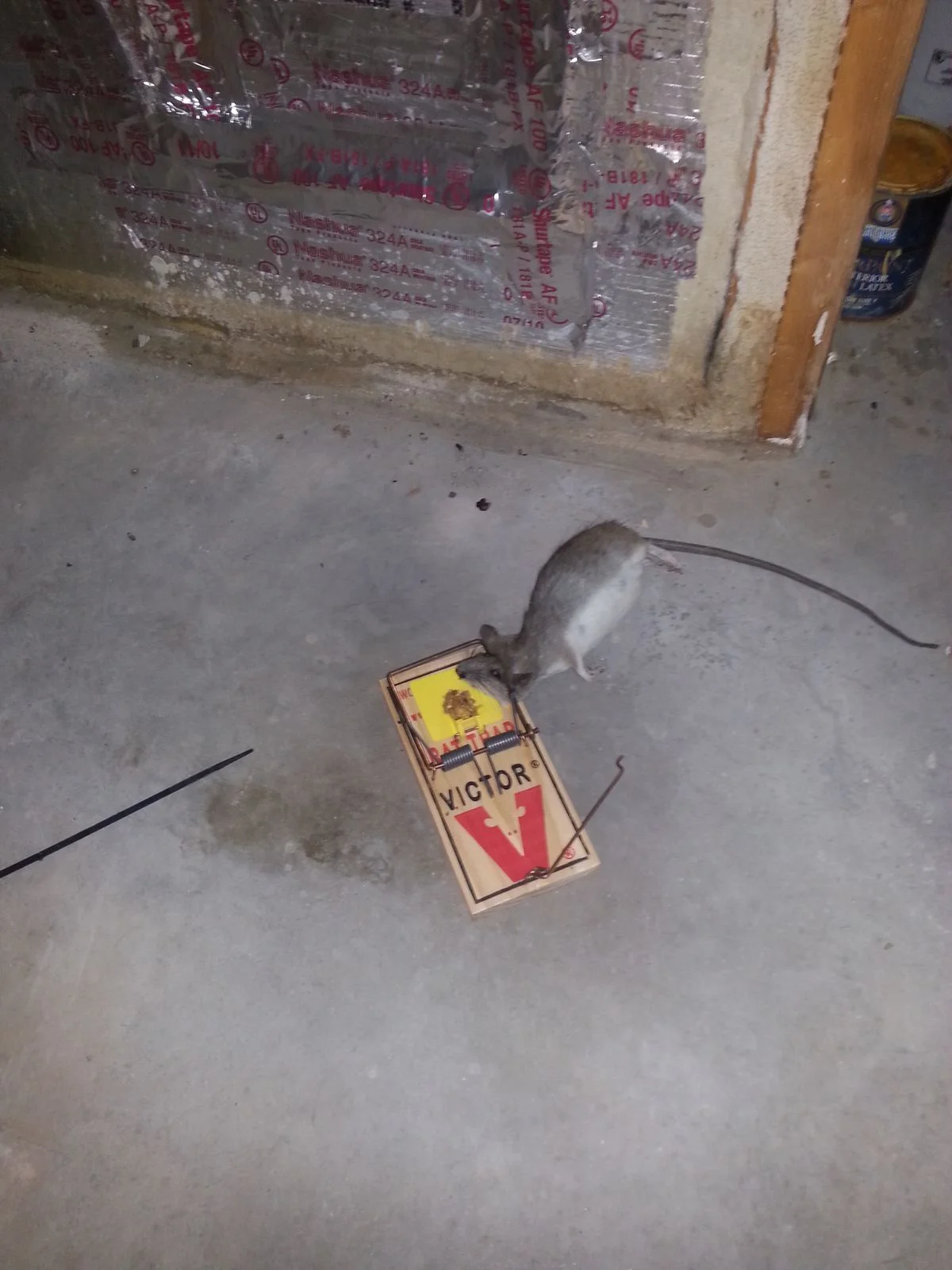 The Abolish Pest & Wildlife Control team safely located and removed snap traps from the attic insulation of a residential home in San Antonio, TX.